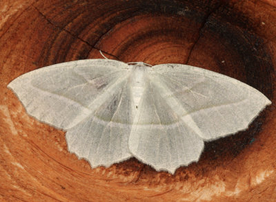 6796 - Pale Beauty - Campaea perlata