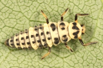 Coccinella trifasciata perplexa (larva)