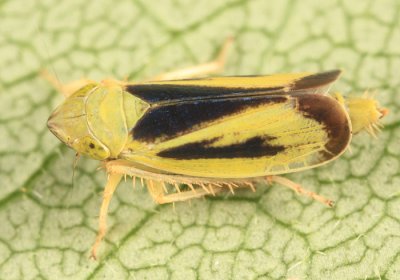 Leafhoppers genus Sorhoanus