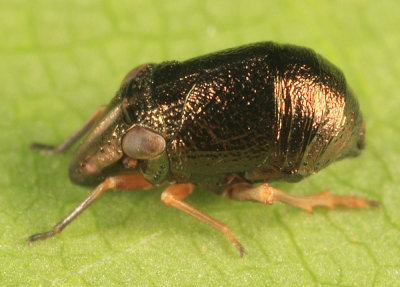 Piglet Bugs - Caliscelidae