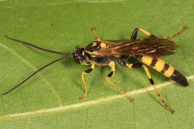 Ichneumon annulatorius