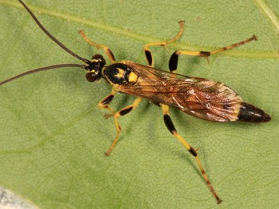 Ichneumon annulatorius