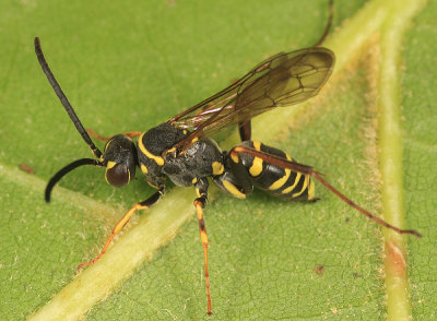 Ceropales maculata fraterna (female)