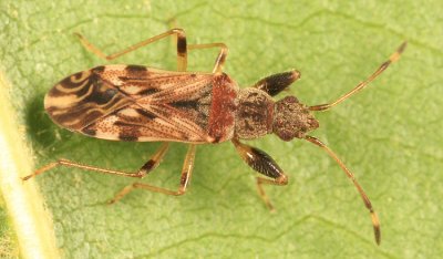 Neopamera albocincta