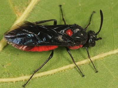 Poison Ivy Sawfly - Arge humeralis