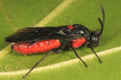 Poison Ivy Sawfly - Arge humeralis