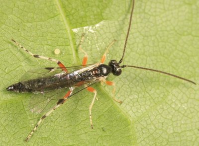 Tromatobia ovivora (male)