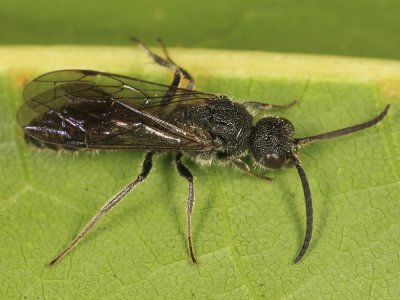 Myrmosa unicolor (male)