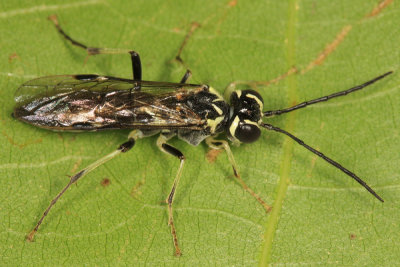 Tenthredo lobata