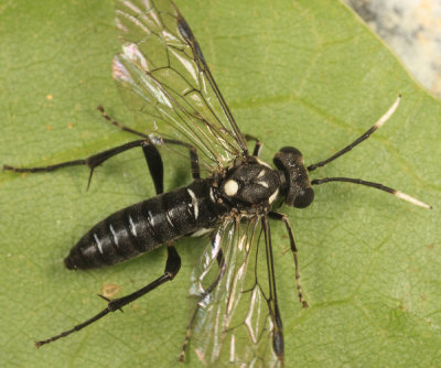 Macrophya trisyllaba