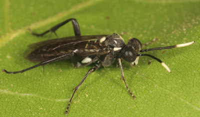 Macrophya trisyllaba