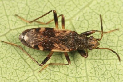 Ligyrocoris sylvestris