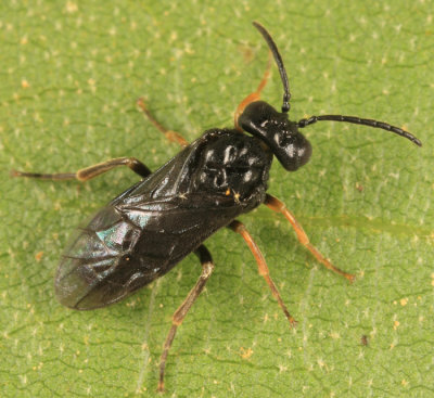 Stethomostus fuliginosus