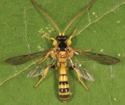Ichneumon Wasps - Metopiinae