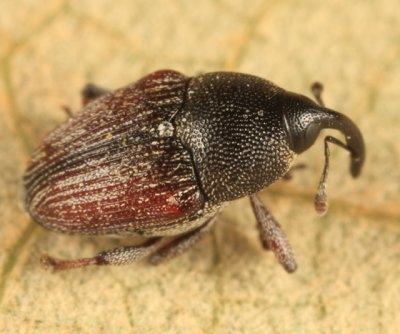 Odontocorynus salebrosus