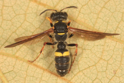 Cerceris clypeata