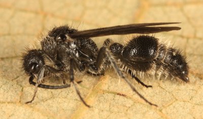 Dasymutilla gibbosa (male)