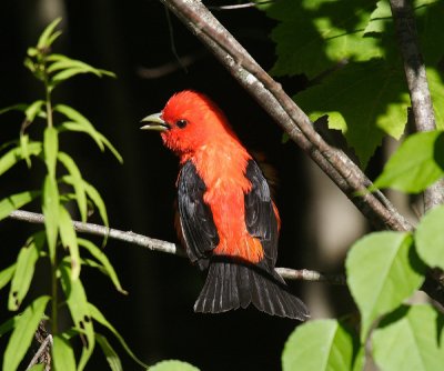 Scarlet Tanager - Piranga olivacea