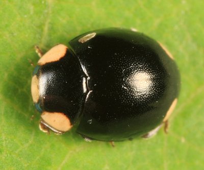 Hyperaspis bigeminata