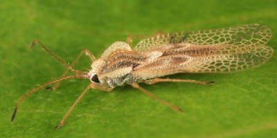 Linden Lace Bug - Gargaphia tiliae