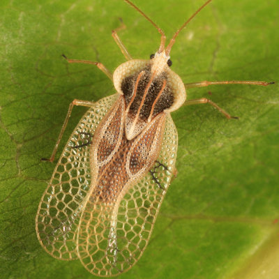 Linden Lace Bug - Gargaphia tiliae