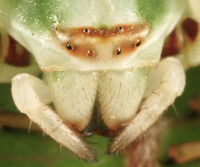 Whitebanded Crab Spider - Misumenoides formosipes