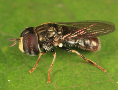 Syrphid Flies - tribe Paragini