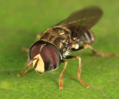 Paragus sp.  subgenus Paragus