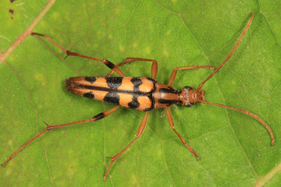 Strangalia luteicornis