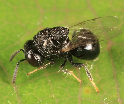 Perilampus canadensis group