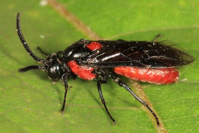 Poison Ivy Sawfly - Arge humeralis
