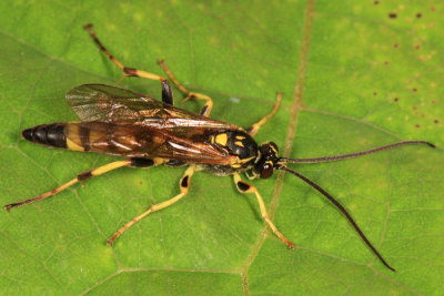 Ichneumon annulatorius