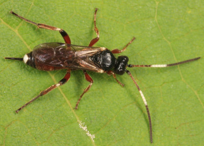 Pleolophus basizonus (female)