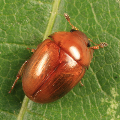 Pallodes pallidus