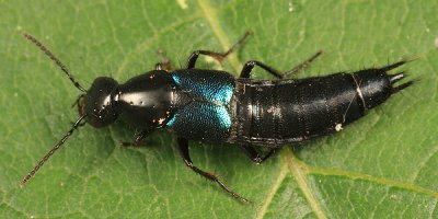 Philonthus caeruleipennis