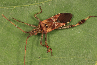 Western Conifer Seed Bug - Leptoglossus occidentalis