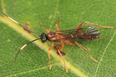 Ichneumon Wasps - Oxytorinae