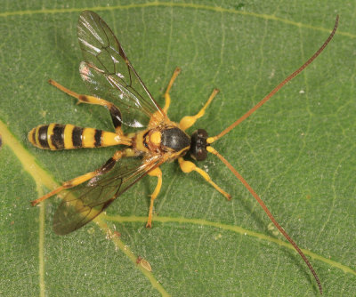 Colpotrochia crassipes