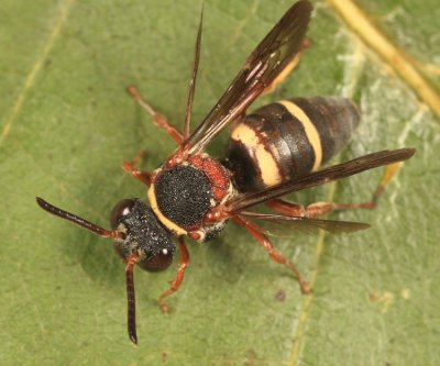 Epeolus bifasciatus