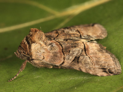 8881 - Spectacled Nettle Moth - Abrostola urentis