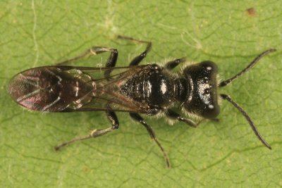 Aphid Wasp - Pemphredonini - Pemphredon sp.