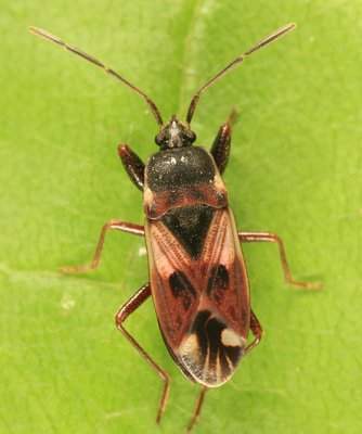 Eremocoris borealis