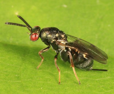 Chalcid Wasps - Torymidae