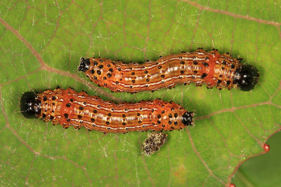 8010 - Red-humped Caterpillars - Schizura concinna