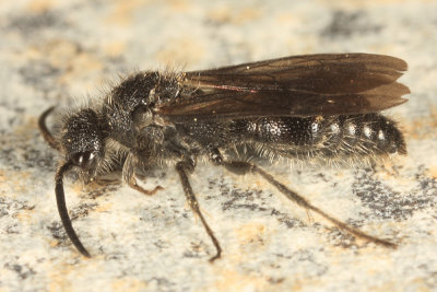 Pseudomethoca simillima (male)