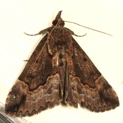 8442 - Hypena baltimoralis