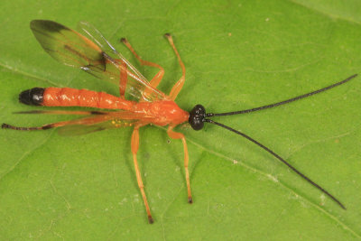 Acrotaphus wiltii  (male)