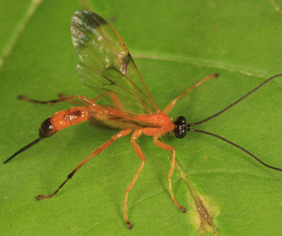 Acrotaphus wiltii  (female)