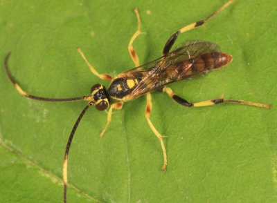 Cratichneumon paratus