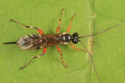 Pimpla annulipes